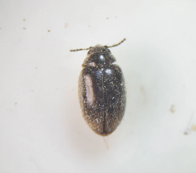 Scirtidae - rétbogárfélék