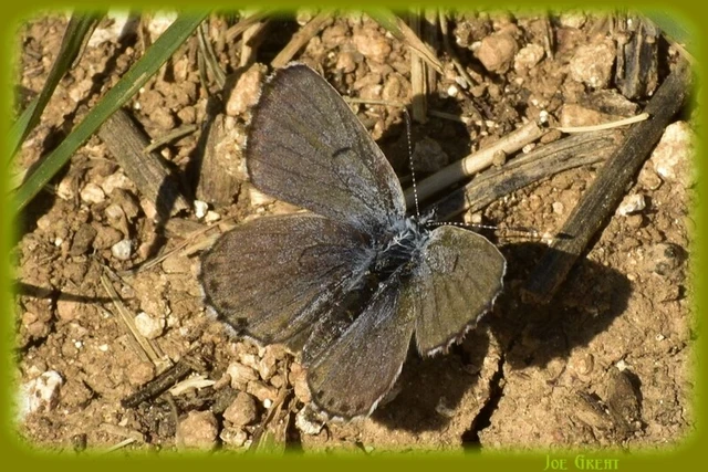 Pseudophilotes schiffermuelleri - apró boglárka