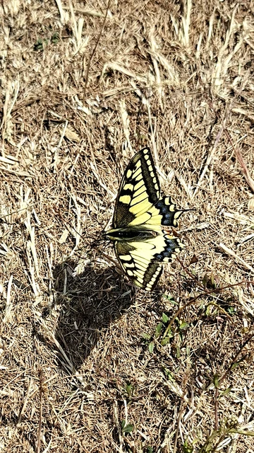 Papilio machaon - fecskefarkú lepke