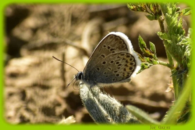 Plebejus argus - ezüstös boglárka