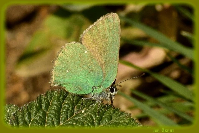 Callophrys rubi - zöldfonákú lepke