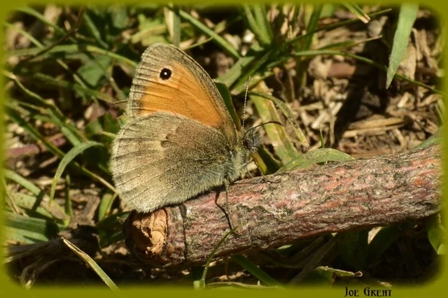 Coenonympha pamphilus - kis szénalepke