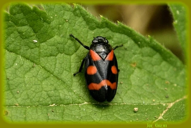 Cercopis arcuata/sanguinolenta