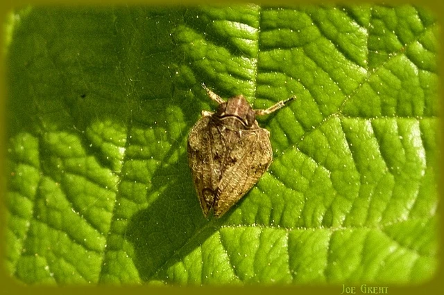 Mycterodus