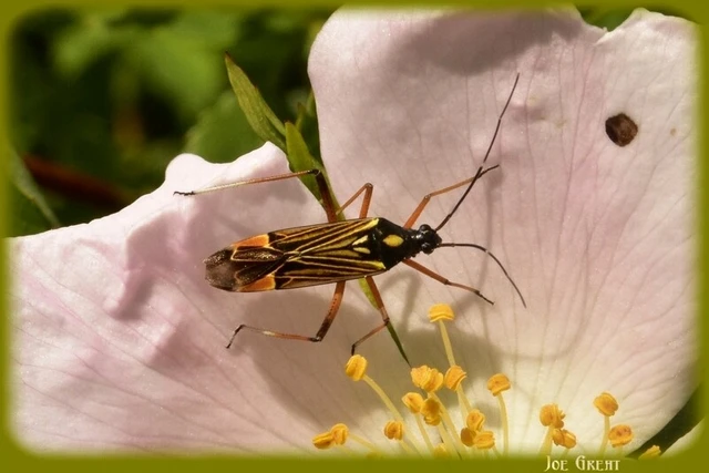 Miris striatus - sávos mezeipoloska