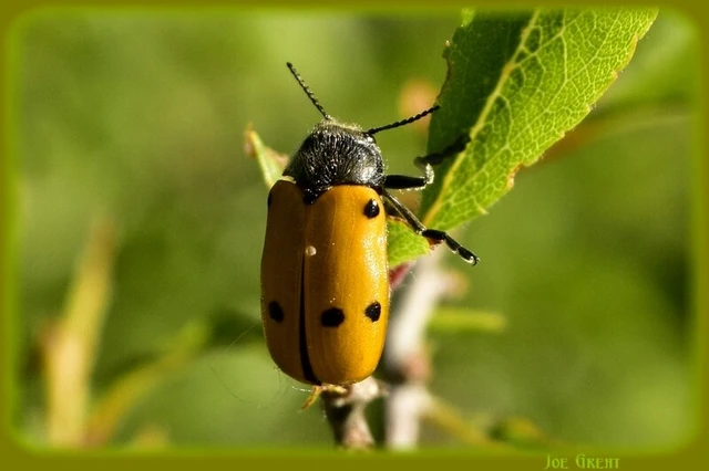 Lachnaia sexpunctata - szőrösnyakú zsákhordóbogár Lachnaia sexpunctata - szőrösnyakú zsákhordóbogár