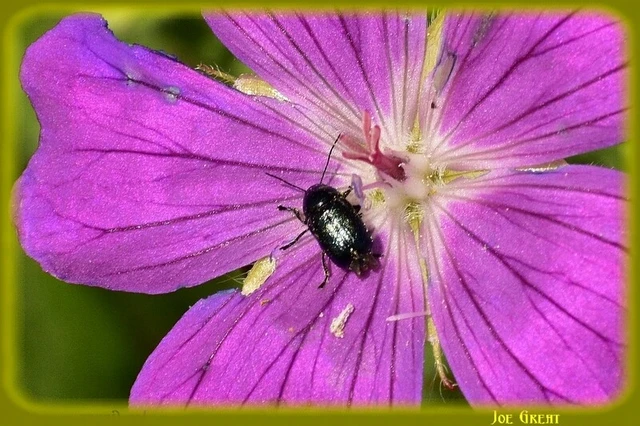 Cryptocephalus violaceus - sötétkék zömökbogár Cryptocephalus violaceus - sötétkék zömökbogár
