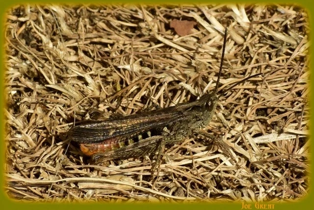 Chorthippus (Glyptobothrus) (subgenus) Chorthippus (Glyptobothrus) (subgenus)