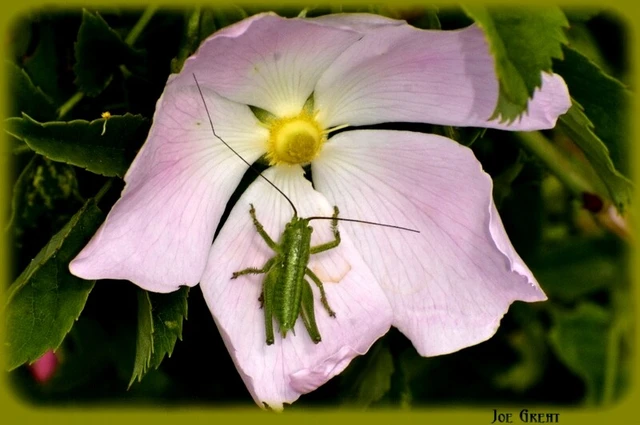 Orthoptera - Egyenesszárnyúak