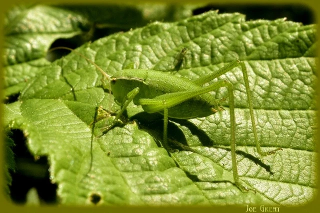 Tettigonia viridissima - zöld lombszöcske
