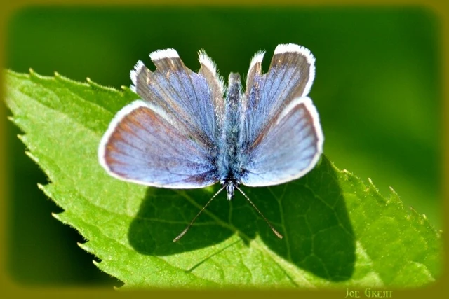 Plebejus argus - ezüstös boglárka
