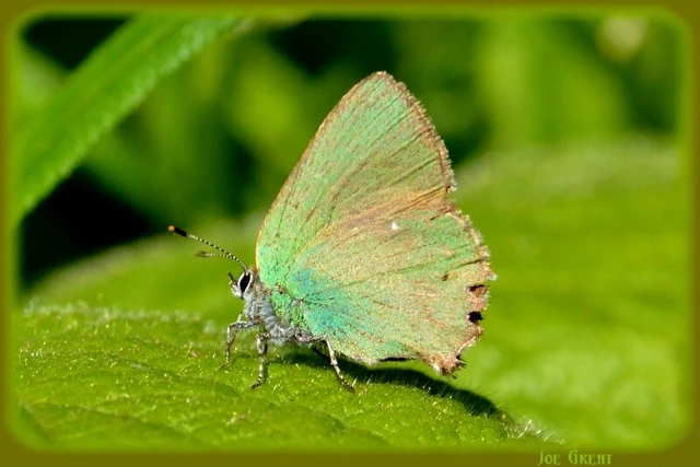 Callophrys rubi - zöldfonákú lepke