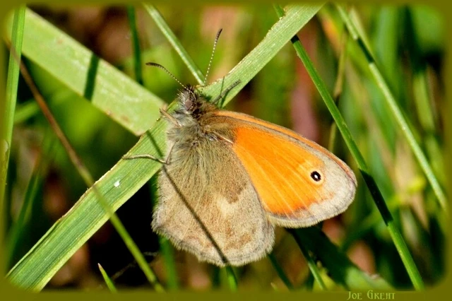 Coenonympha pamphilus - kis szénalepke