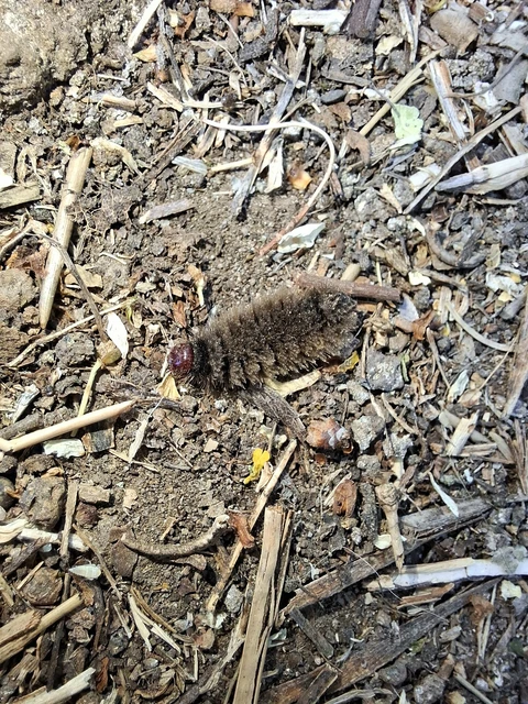 Amata phegea - fehérpettyes álcsüngőlepke
