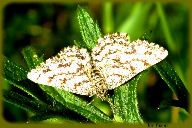Ematurga atomaria - barna rétiaraszoló