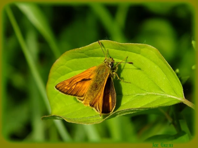 Ochlodes sylvanus - erdei busalepke
