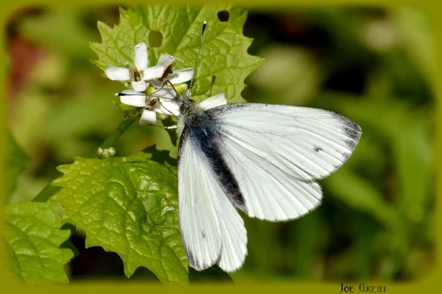 Pieris napi - repcelepke