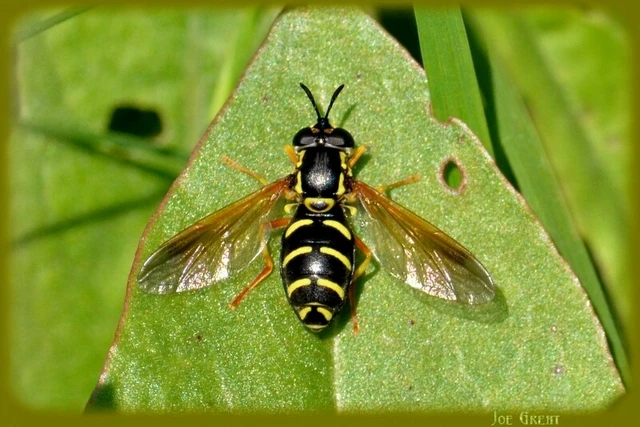 Diptera - Kétszárnyúak