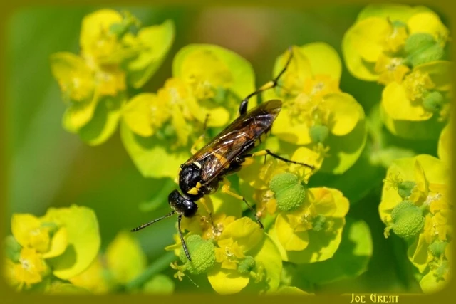 Hymenoptera - Hártyásszárnyúak