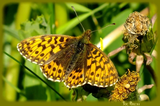 Boloria dia - kis gyöngyházlepke
