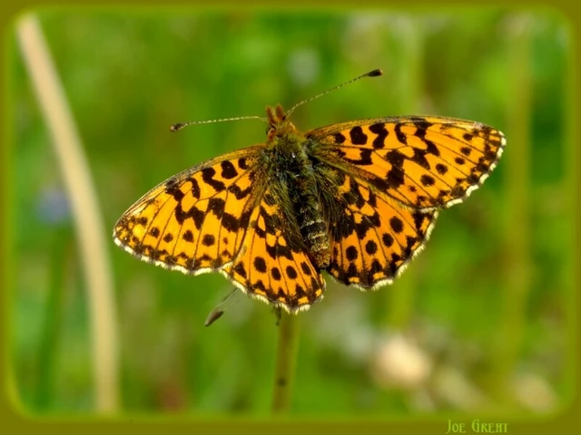 Boloria dia - kis gyöngyházlepke