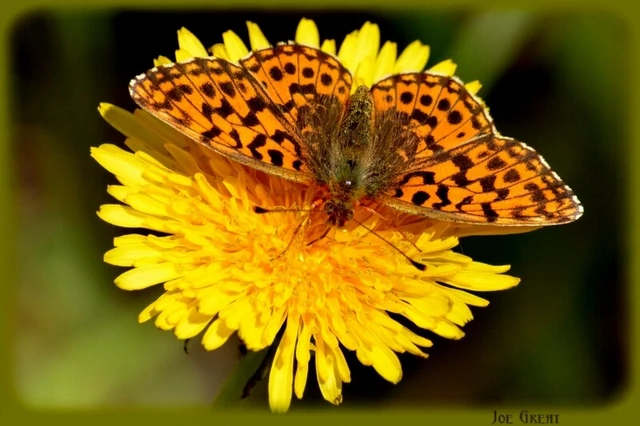 Boloria dia - kis gyöngyházlepke