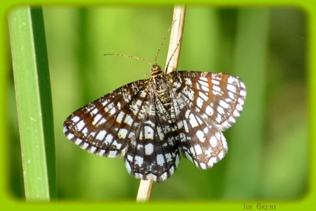 Chiasmia clathrata - rácsos rétiaraszoló