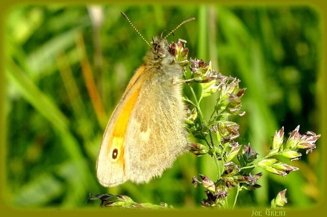 Coenonympha pamphilus - kis szénalepke