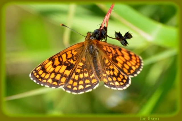 Melitaea