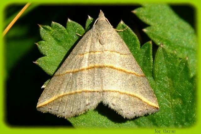 Colobochyla salicalis - háromsávos törpebagoly