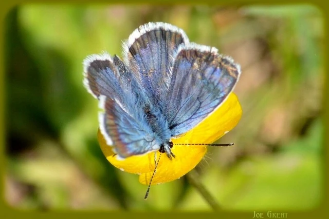 Plebejus argus - ezüstös boglárka