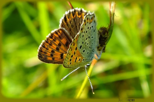 Lycaena tityrus - barna tűzlepke