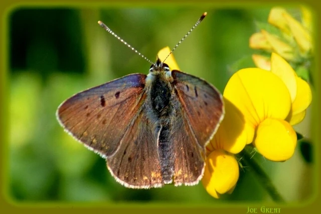 Lycaena tityrus - barna tűzlepke