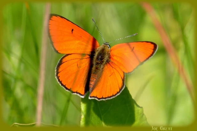 Lycaena dispar rutilus - nagy tűzlepke
