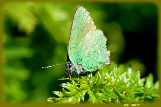 Callophrys rubi - zöldfonákú lepke