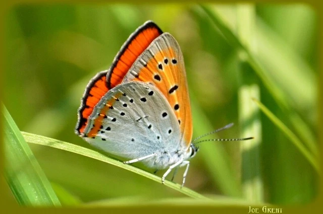 Lycaena dispar rutilus - nagy tűzlepke