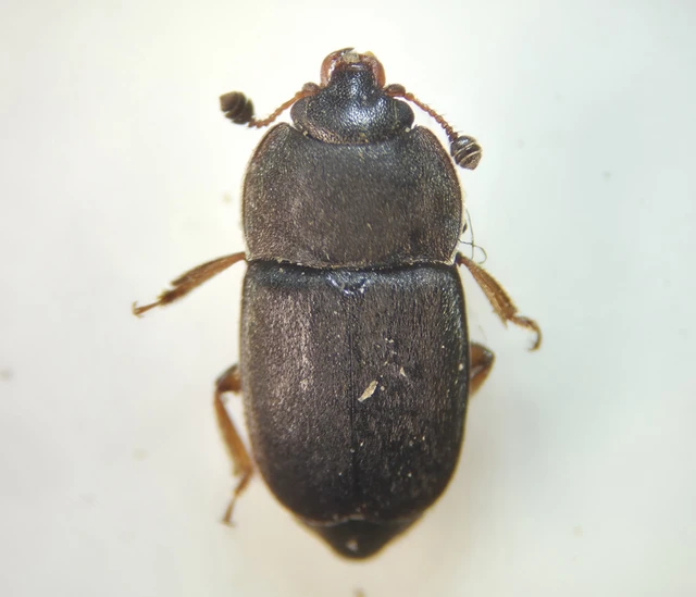 Nitidulidae - fénybogárfélék Nitidulidae - fénybogárfélék