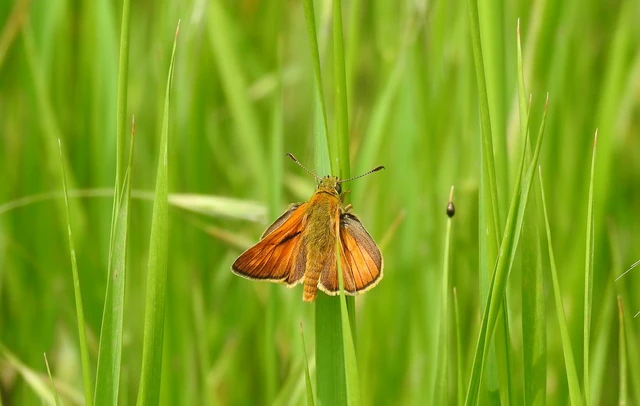 Ochlodes sylvanus - erdei busalepke