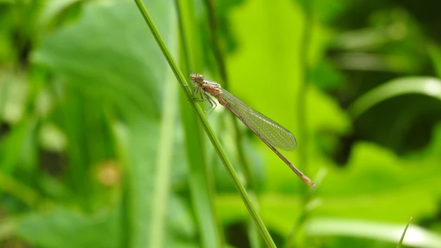 Coenagrion puella - azúrkék légivadász