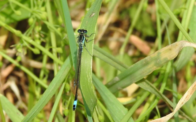 Ischnura elegans pontica - kéköves légivadász