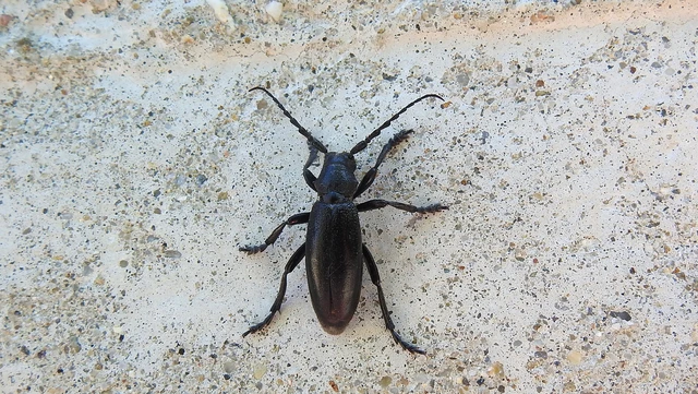 Dorcadion aethiops - fekete gyalogcincér Dorcadion aethiops - fekete gyalogcincér