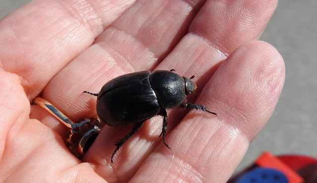 Pentodon idiota - butabogár