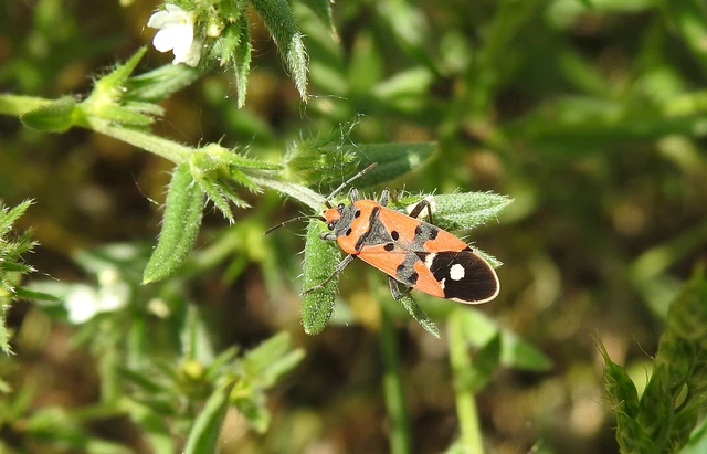 Lygaeus equestris/simulans