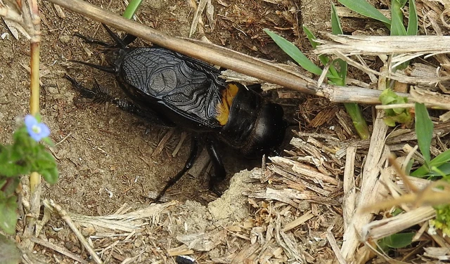 Gryllus campestris - mezei tücsök Gryllus campestris - mezei tücsök