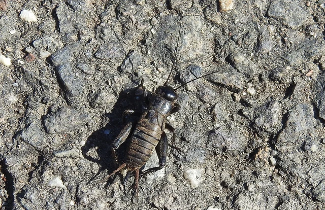 Melanogryllus desertus - fekete tücsök
