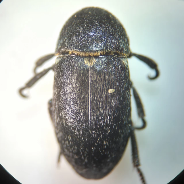 Dermestes laniarius - gyászos porva Dermestes laniarius - gyászos porva