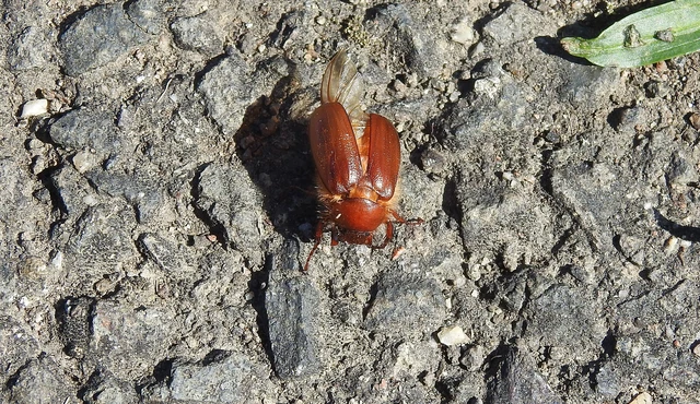 Holochelus aequinoctialis - tavaszeleji cserebogár