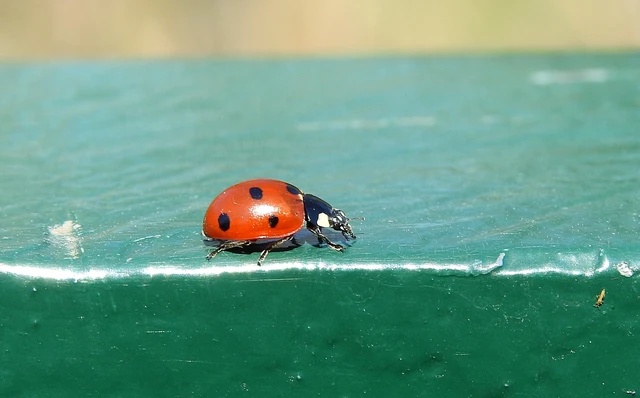 Coccinella septempunctata - hétpettyes katica