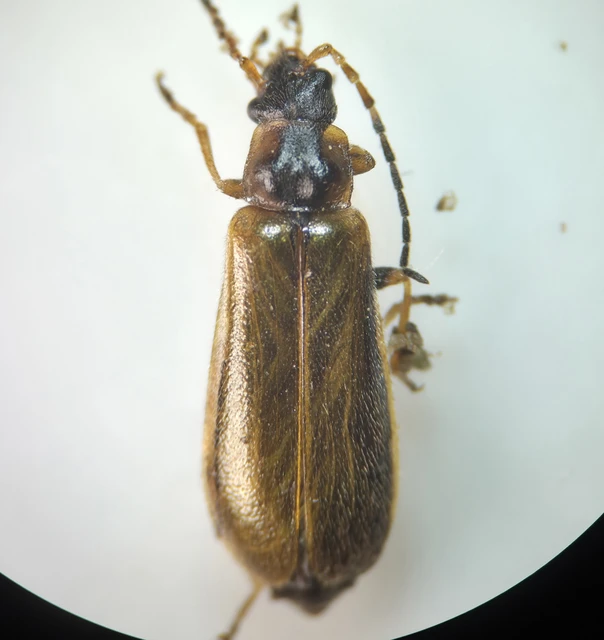 Rhagonycha nigriventris - feketecombú lágybogár Rhagonycha nigriventris - feketecombú lágybogár