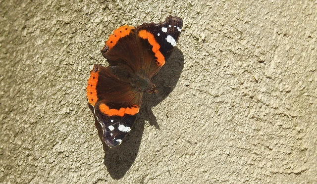 Vanessa atalanta - atalantalepke
